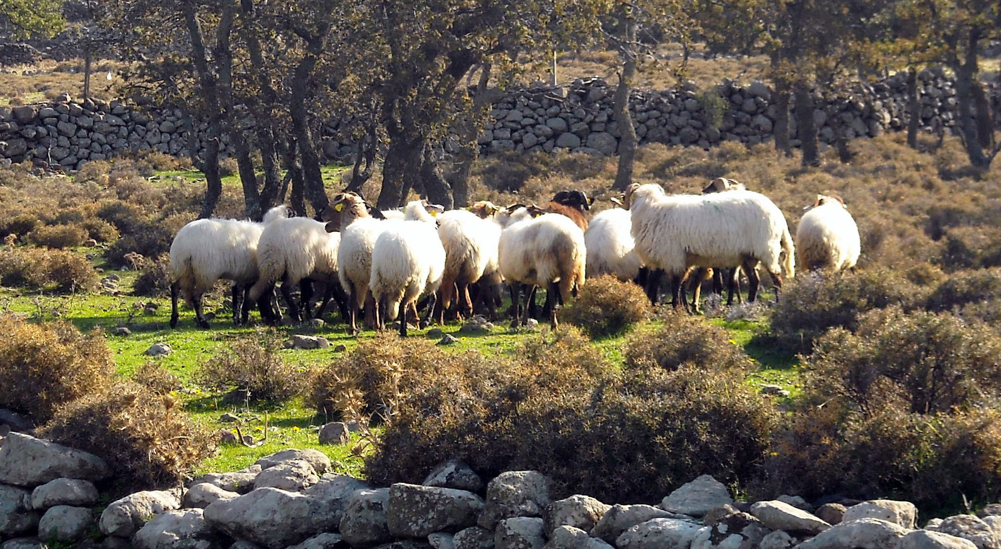 Πρόβατο Φυλής Λέσβου