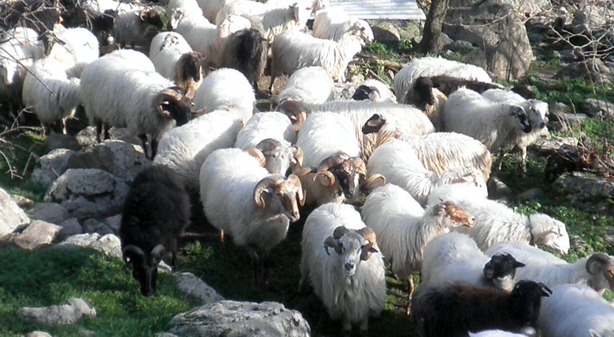 Πρόβατο Φυλής Λέσβου